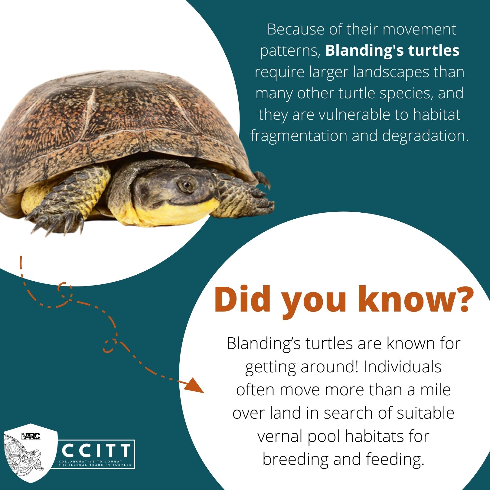 Blanding S Turtle Fact Large